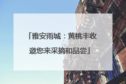 雅安雨城：黄桃丰收 邀您来采摘和品尝